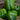 California Wonder Sweet Pepper