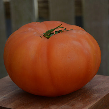 Beefmaster Tomato