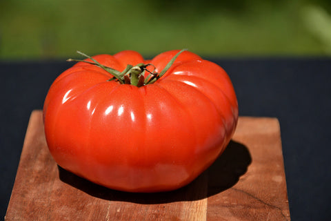 Champion Tomato