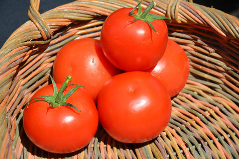 Celebration Tomato