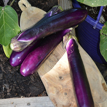 Millionaire Eggplant