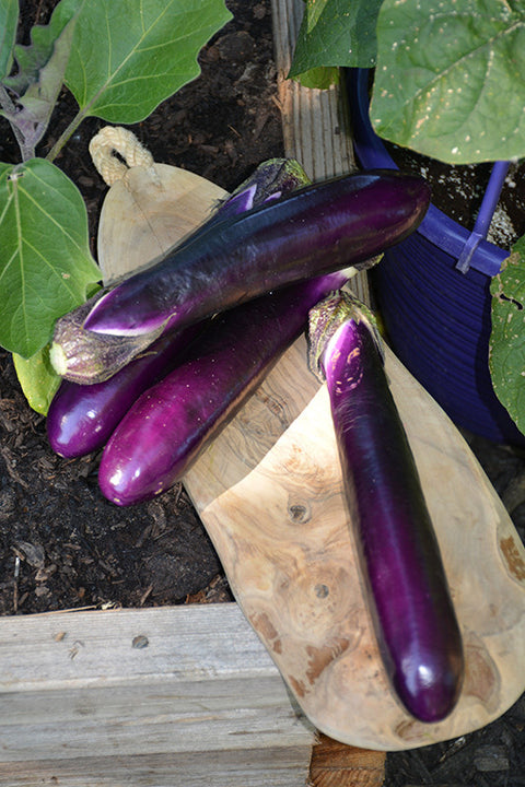Millionaire Eggplant