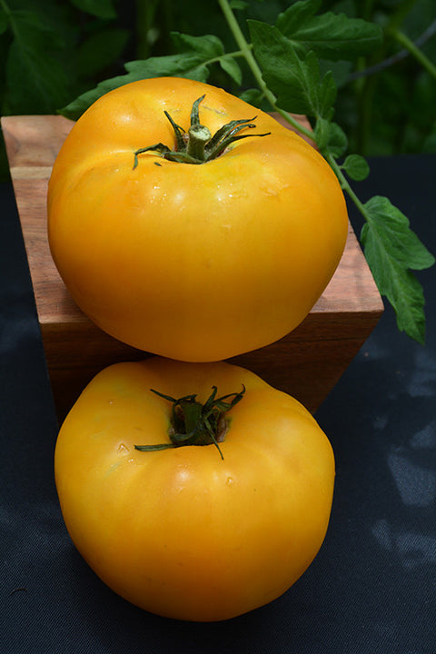 Brandywine Yellow Tomato