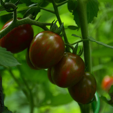 Cherry Chocolate Sprinkles Tomato
