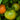 Jubilee Tomato