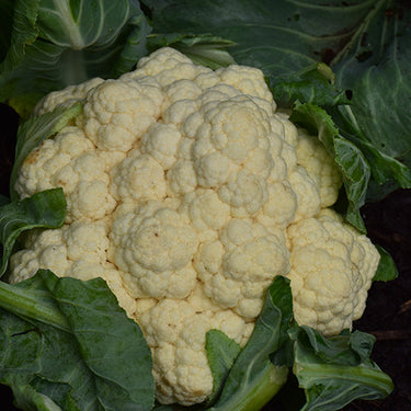 Early Snowball Cauliflower