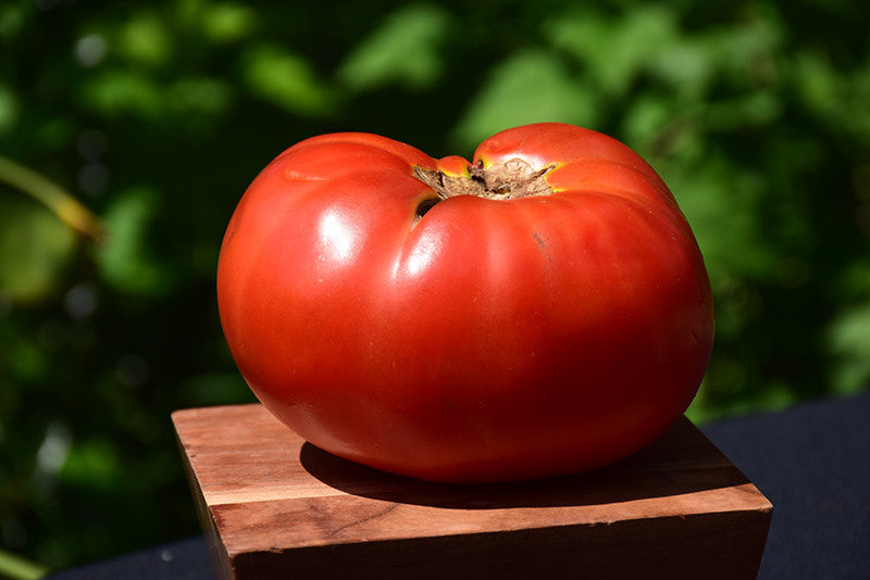 Brandywine Red Tomato – Armstrong Garden Centers