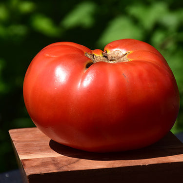 Brandywine Red Tomato