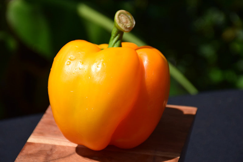 Armstrong Garden Centers California Wonder Bell Pepper