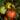 Big Brandy Tomato