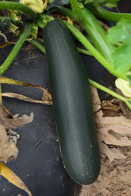 Black Beauty Zucchini
