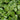 Lemon Balm