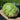 Lettuce Iceburg Crispino