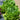 Lettuce Romaine Paris Isle