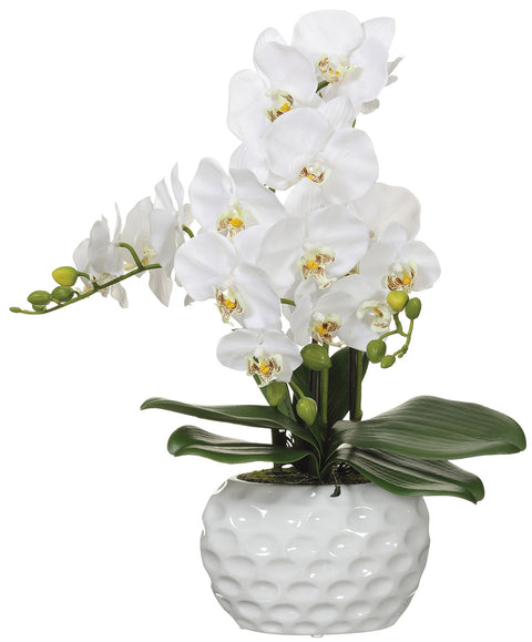 Faux Phalaenopsis Orchid Plant in Ceramic Pot White - 22 inch