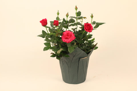 Mini Rose in Pot Cover