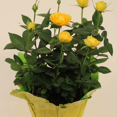Mini Rose in Pot Cover