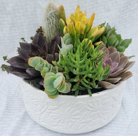 Modern Bowl With Succulents