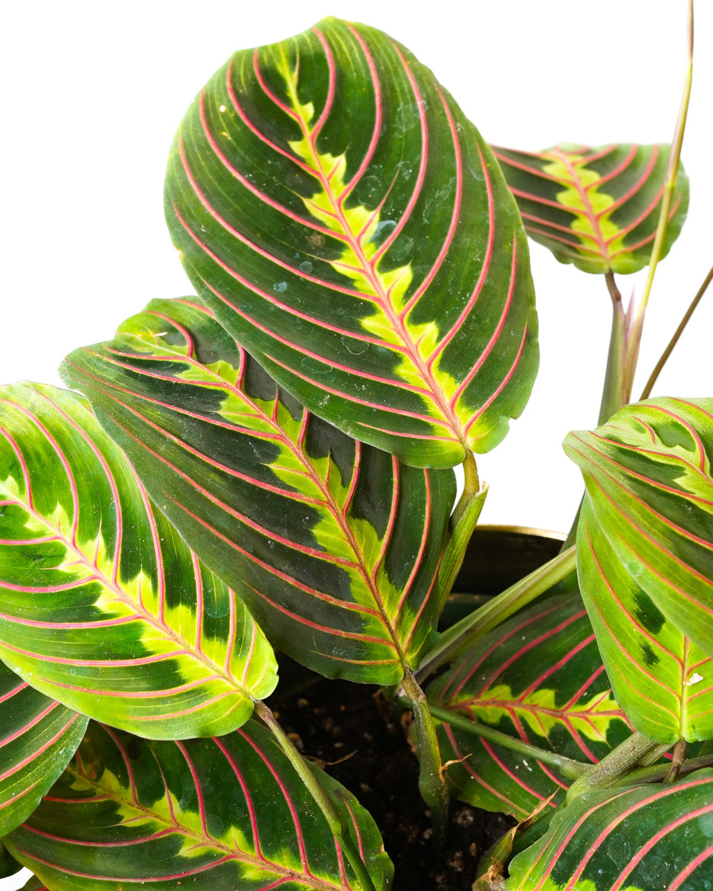 Red Prayer Plant - Thumbnail 2