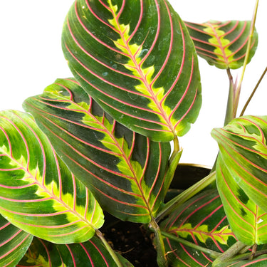 Red Prayer Plant