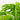 Philodendron Swiss Cheese
