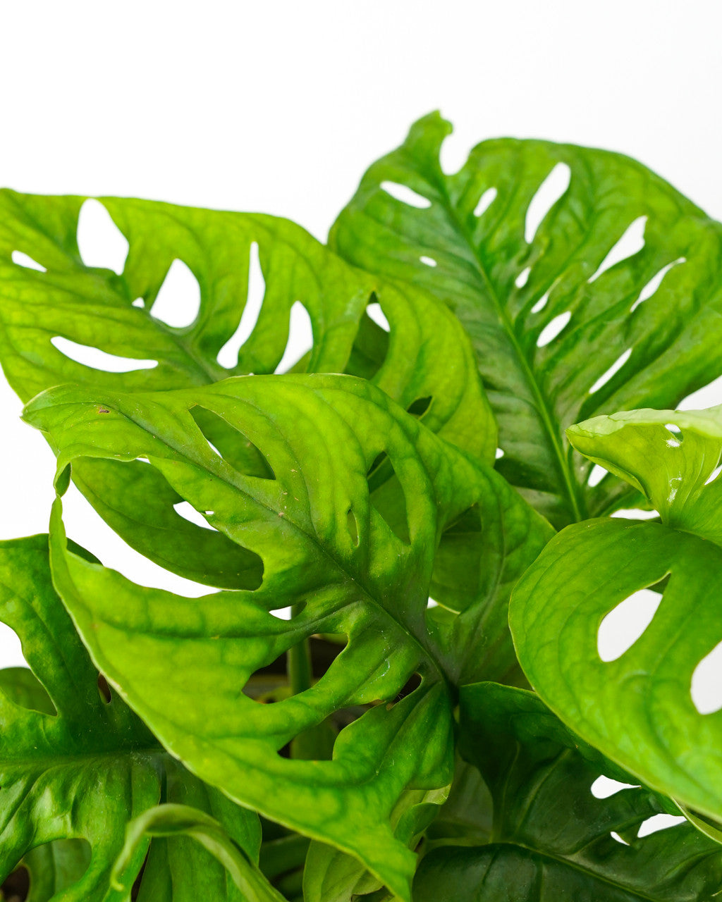 Philodendron Swiss Cheese - Thumbnail 3