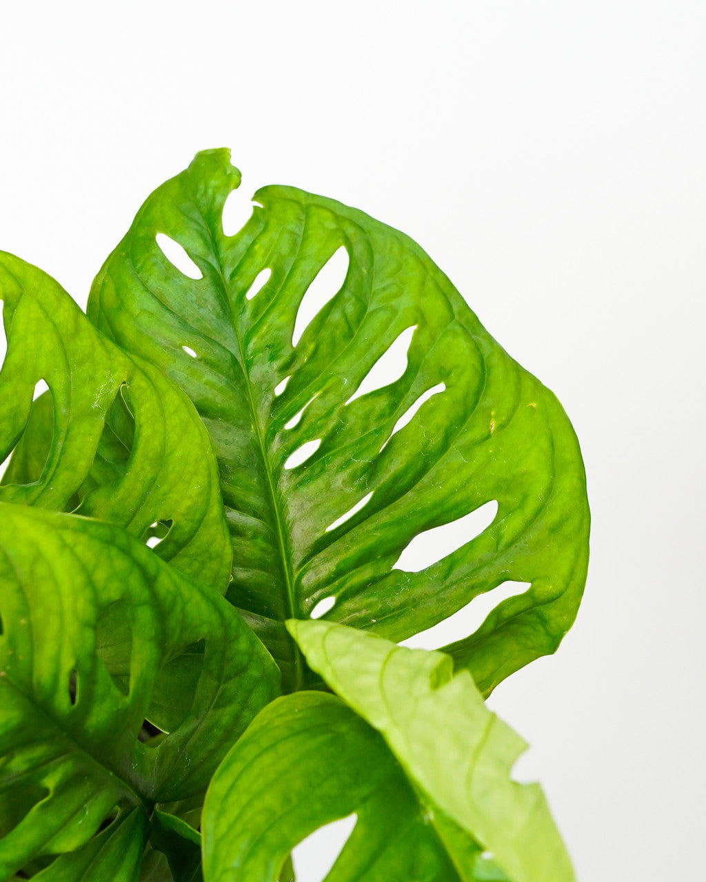 Philodendron Swiss Cheese - Thumbnail 5