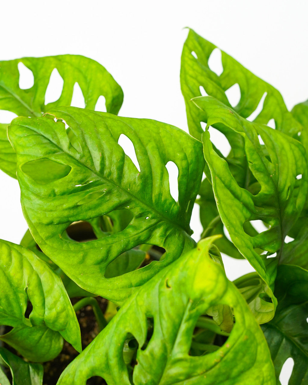 Philodendron Swiss Cheese - Thumbnail 2