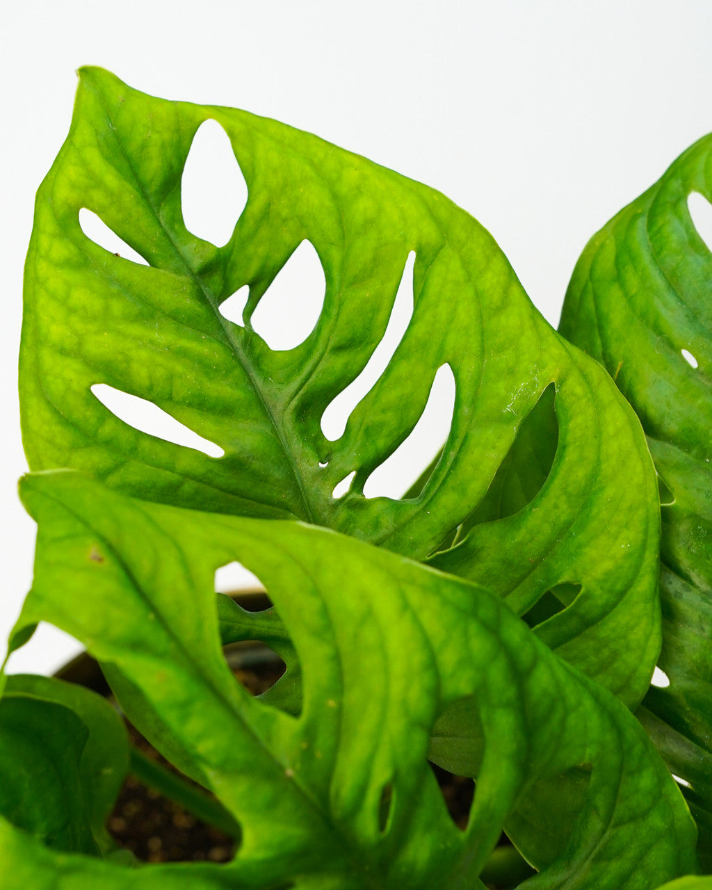 Philodendron Swiss Cheese - Thumbnail 4