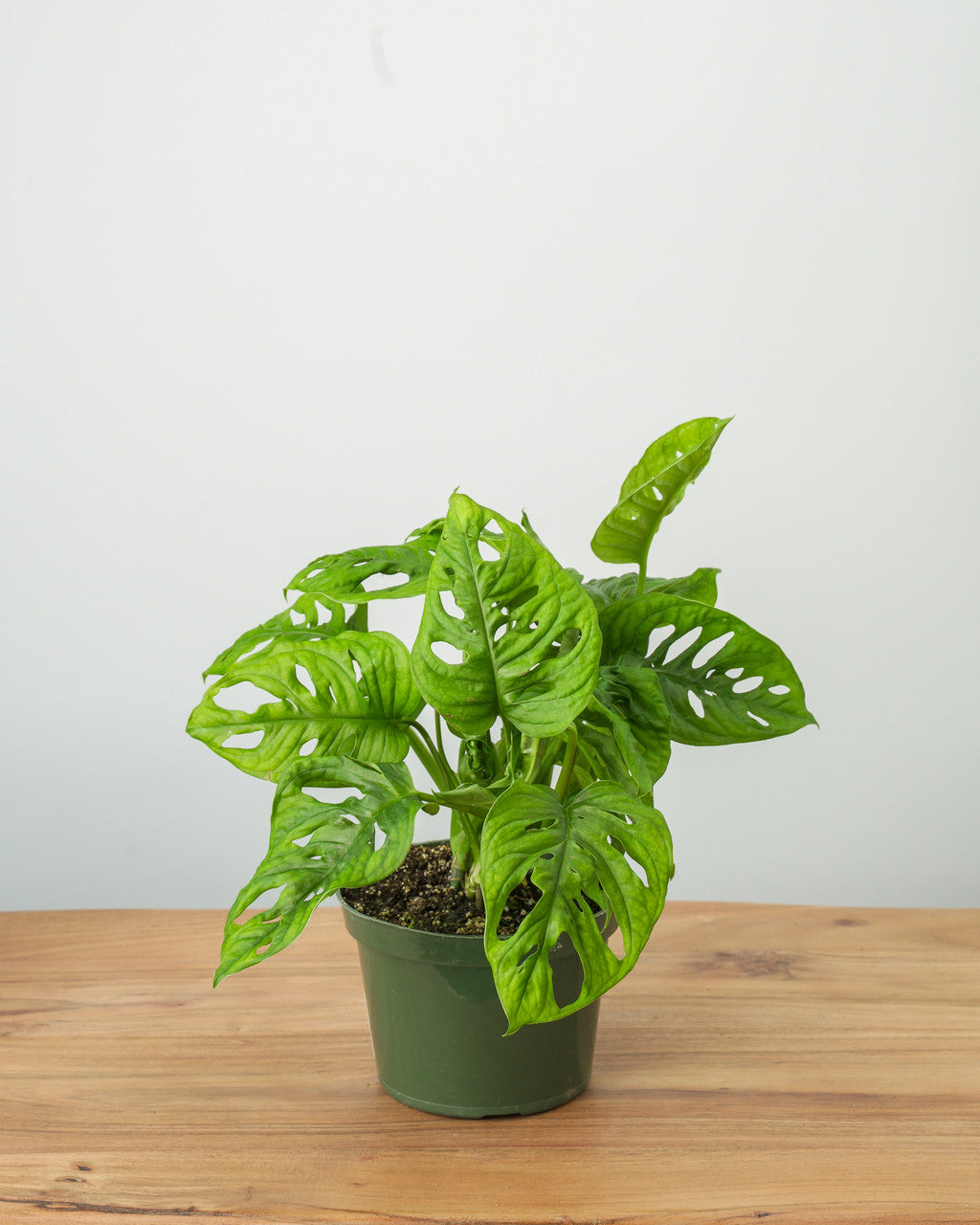 Philodendron Swiss Cheese