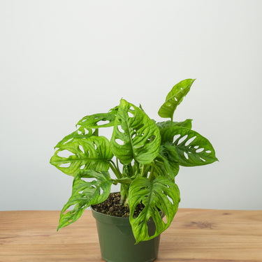 Philodendron Swiss Cheese