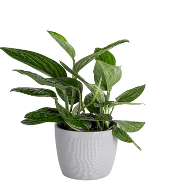 Monstera Peru