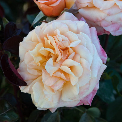 Morning Glow Rose