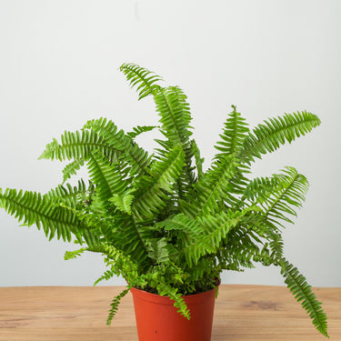 Kimberly Queen Australian Sword Fern