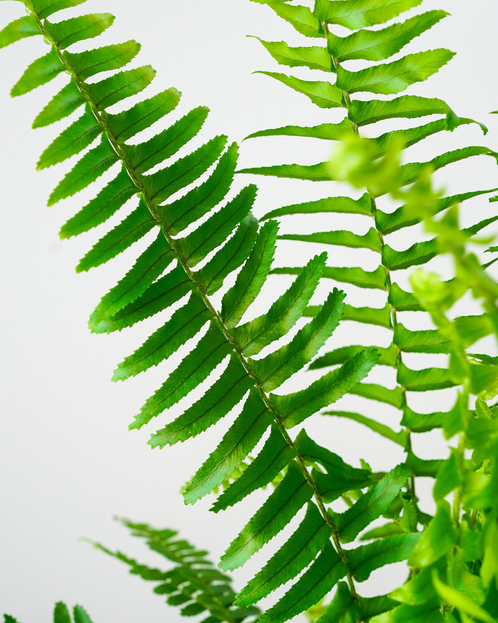 Kimberly Queen Australian Sword Fern - Thumbnail 5