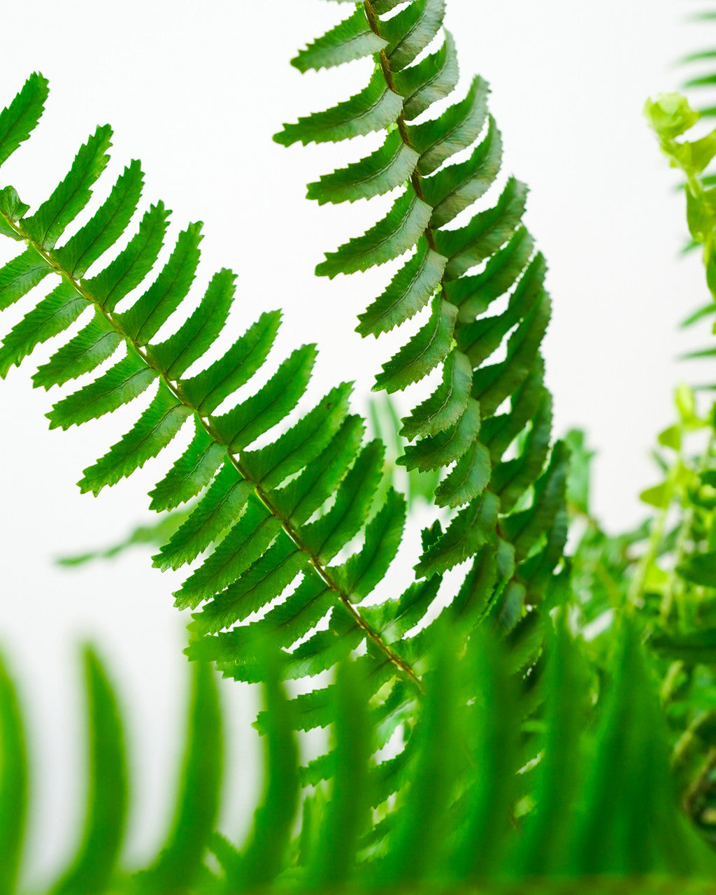 Kimberly Queen Australian Sword Fern - Thumbnail 4