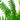 Kimberly Queen Australian Sword Fern