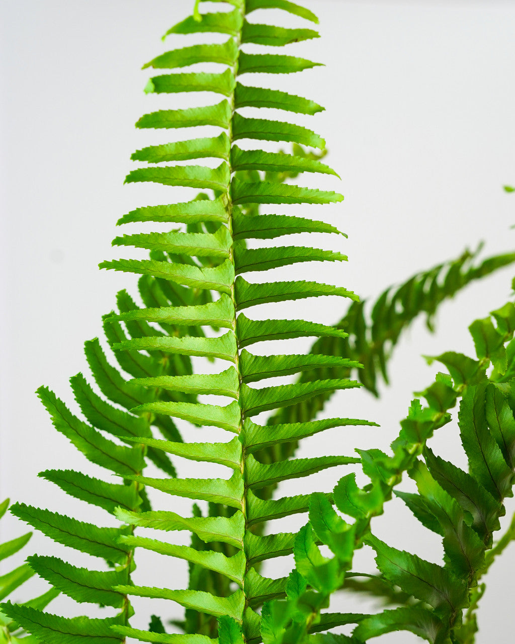 Kimberly Queen Australian Sword Fern - Thumbnail 3