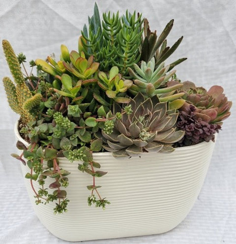 Off White Oval Tapered Pot With Succulents