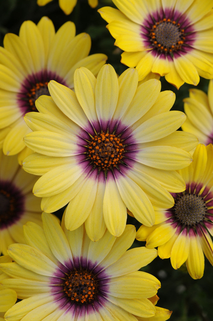 Armstrong Garden Centers Osteospermum African Daisy