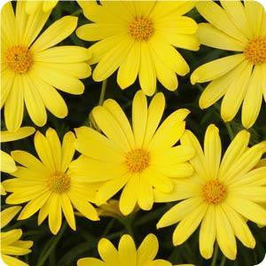 Osteospermum Voltage Yellow African Daisy