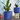 Delphinium Planter, Classic Blue - 16.0X15.0