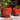 Eggplant Planter Attached Saucer, Tropical Red - 14" X 13.5"