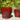 Zaragoza Planter With Attached Saucer, Tropical Red - 13" X 12"