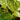 Philodendron Birkin