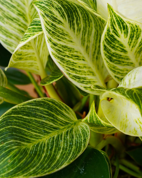 Philodendron Birkin – Armstrong Garden Centers