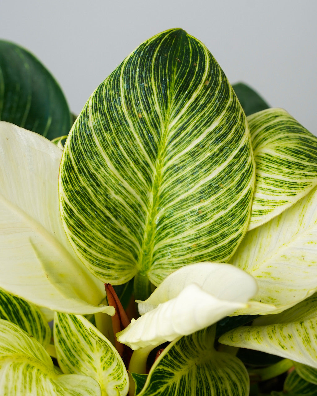 Philodendron Birkin - Thumbnail 2