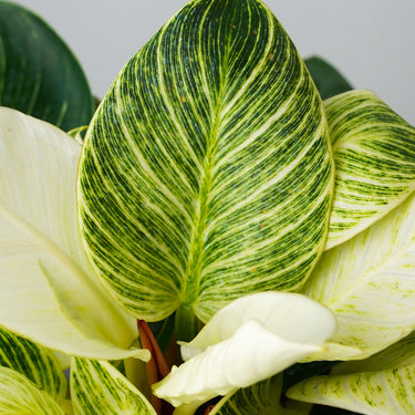 Philodendron Birkin