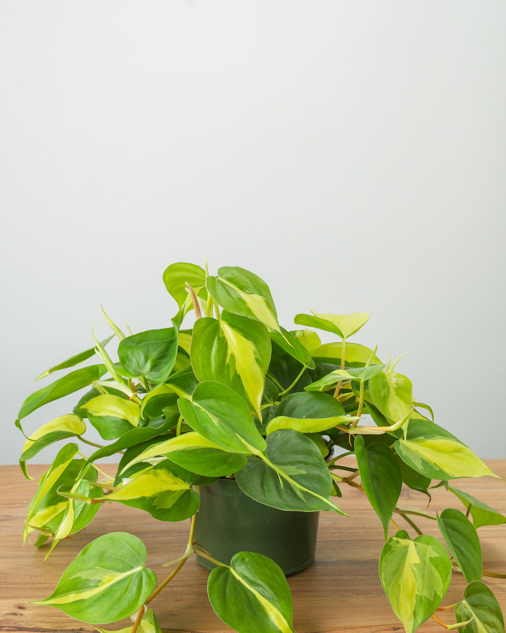 Philodendron Brazil – Armstrong Garden Centers