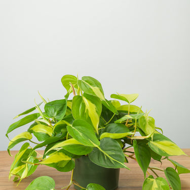 Philodendron Brazil